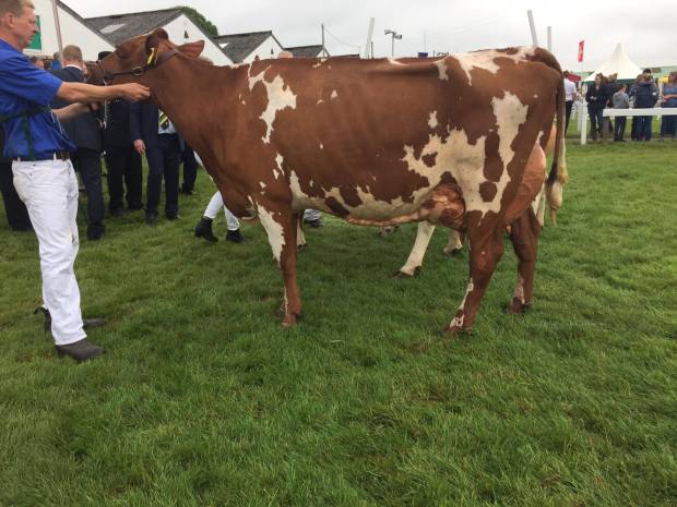 Breed Champion Marleycote Sea Lily 23