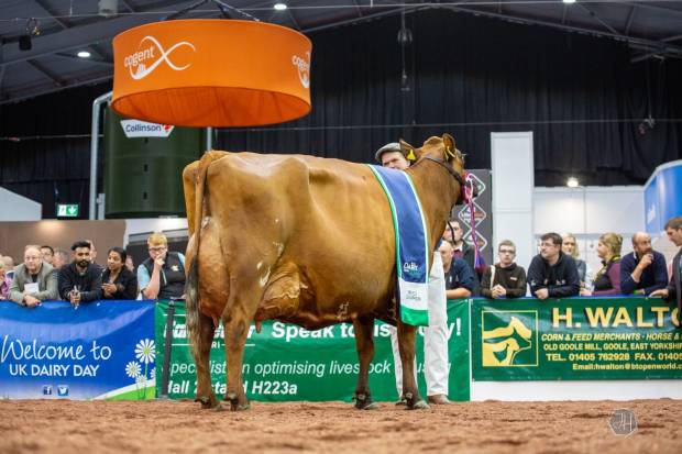 National Ayrshire Show 2025 - UK Dairy Day