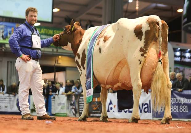 National Ayrshire Show Champion Halmyre Urr Mayflower 140