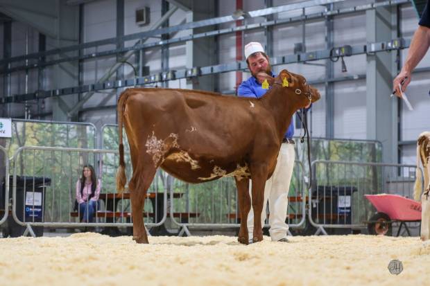 AHV 22nd Northern Ireland Multi Breed Calf Show  