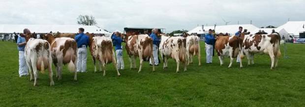 Pairs Class At This Year's Show