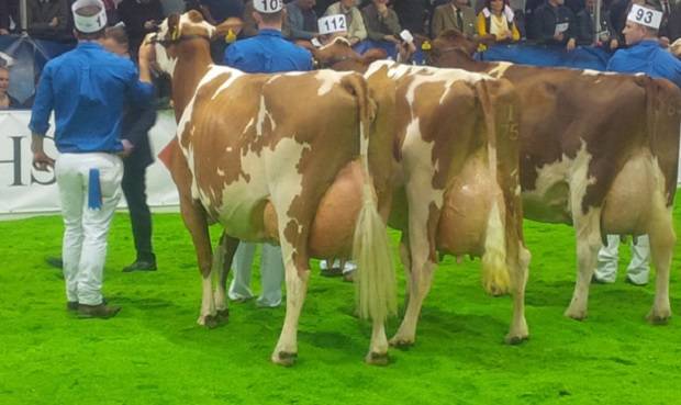 Pictured left - this year's Ayrshire champion -  Cuthill Towers White Patch 11 EX 91 (Lagace Modem) - A & S Lawrie