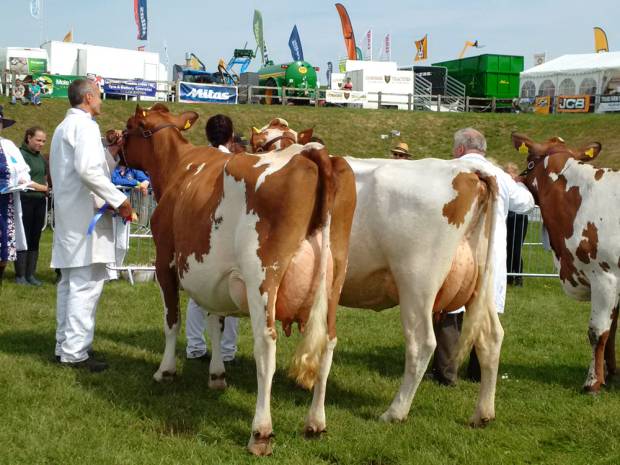 West Berriow Modem Rosehip Tops Royal Cornwall Show