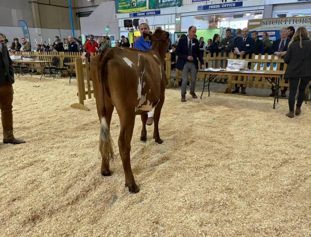 Creech Hill Rebel Irene - winner of class AODB born on or between 1 April 2020 and 31 December 2020