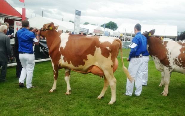 Red & White Champion - Cuthill Towers Classic Ellie VG 88 (Poos Stadel Classic) - A & S Lawrie