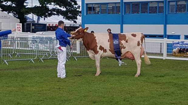 British Red and White Champion Redsky Ladd Delight