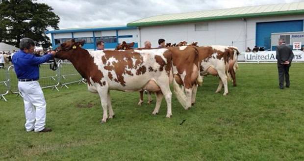 Reserve Champion - Halmyre Urr Louise 254 pictured with Keith Davidson