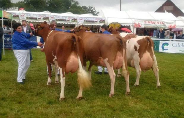 Left to right - Hunnington Fragy 16, Sandyford Ristourn Russet and Hunnington Fragy 12.