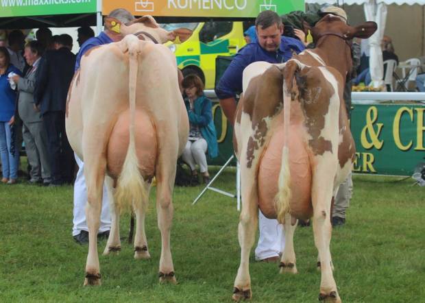 L to R Champion Sandyford Lucky Florrie and Reserve Willhome Ristourn Mary 2