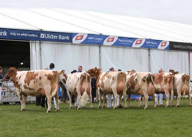 Senior Cow in-Milk class