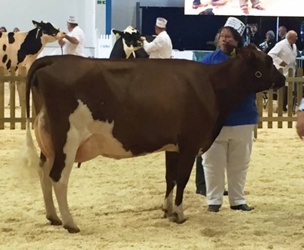 Ardmore Crown Napier Daughter Wins South West Dairy Show 2016