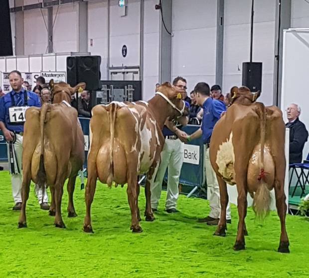 L to R Champion Ardmore Janet 110, Ardmore Orphan 117, Threemile Pretty Rock