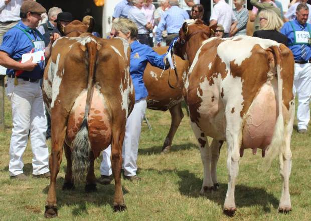 L to R Champion Willowfields Winnie 2 and Reserve Champion Harperfield Sandy Rose