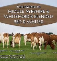 Middle Ayrshires Reduction Sale