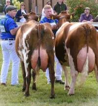 Great Yorkshire Show entries