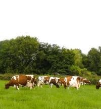 Ayrshire Cattle Society Field Services