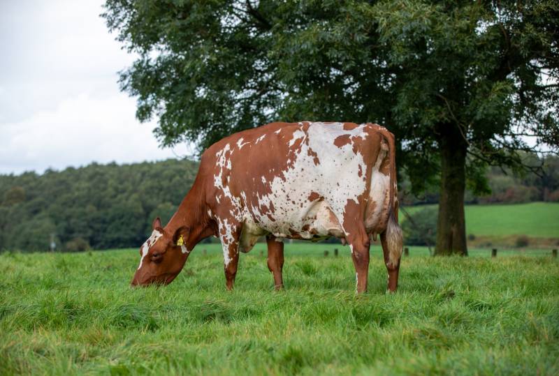 Middle Jean KM 2 EX92 - Breed Record of 15,000gns