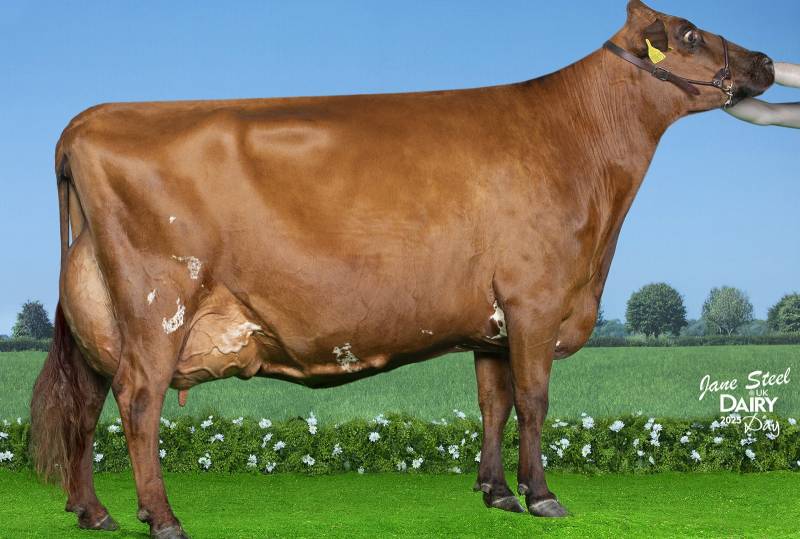 National Ayrshire Show Champion 2025 - Harperfield Queen of the South 60 EX92 2E