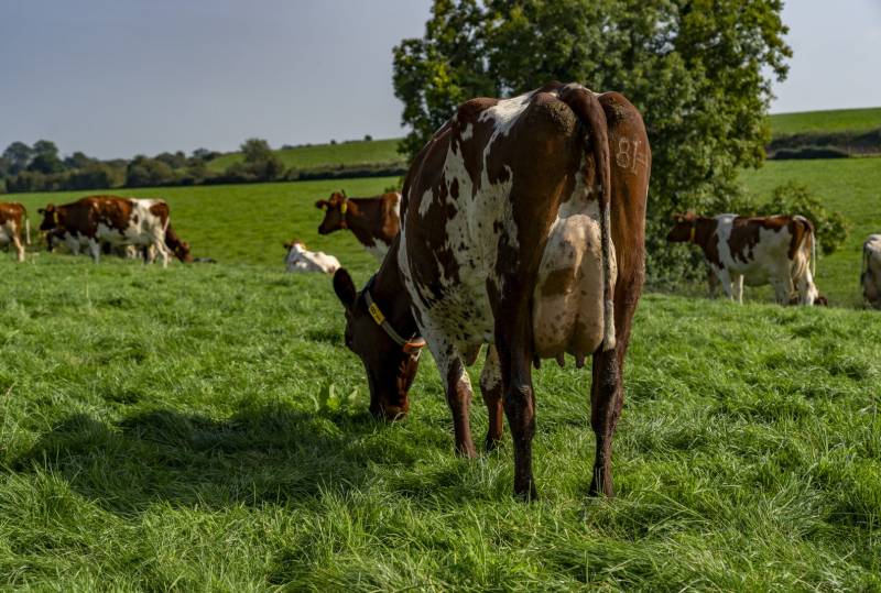 Grazing ability of the Ayrshire breed. Click here to view the video