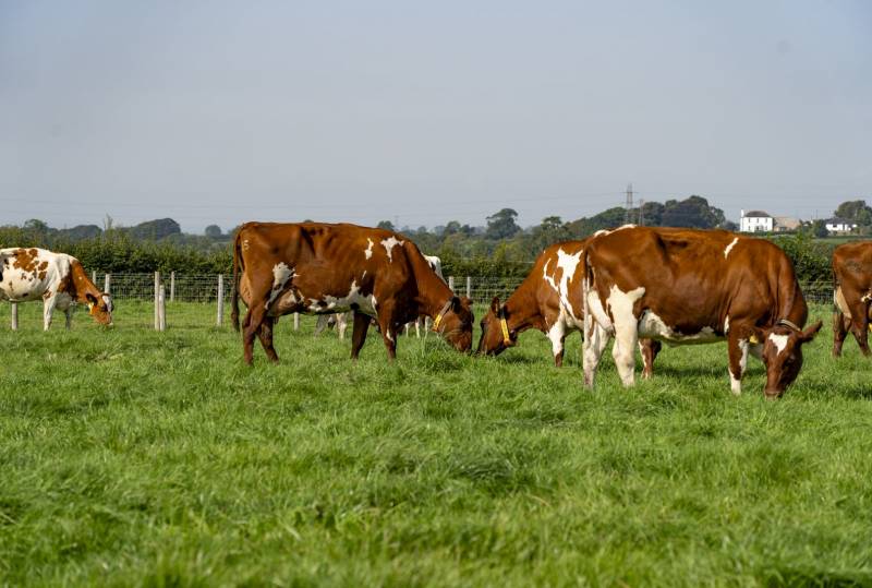 Quality milk from Ayrshires. Click here to view video