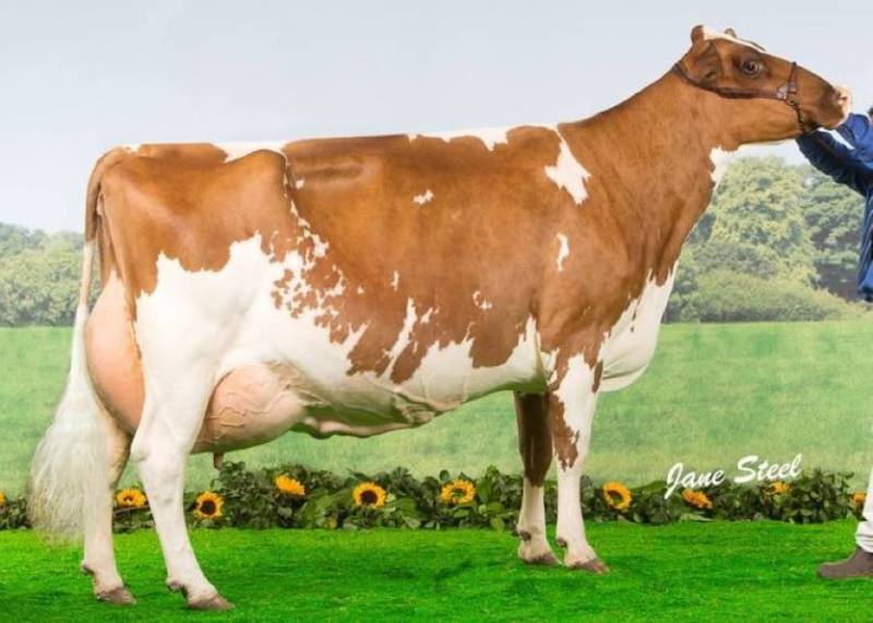 Hunnington Fragy 12 EX97 8E Dam of Hunnington Fantasy (Udder specialist) Available Sexed and Conventional