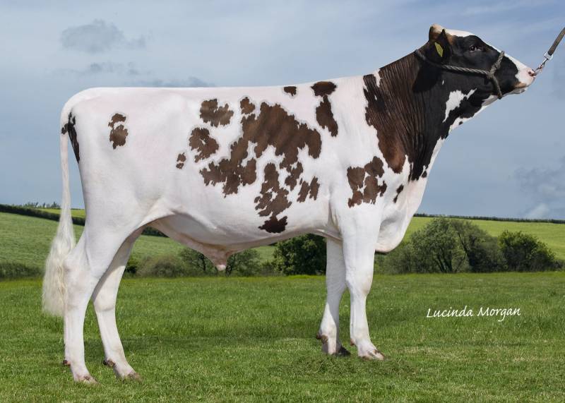 Whitecroft Aztec - Production sire.