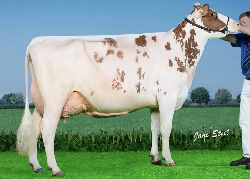 UK Dairy Expo Champion - Morwick Peggy 126 his sire Pam Ayrs Hawaiian has a limited amount of conventional straws available.
