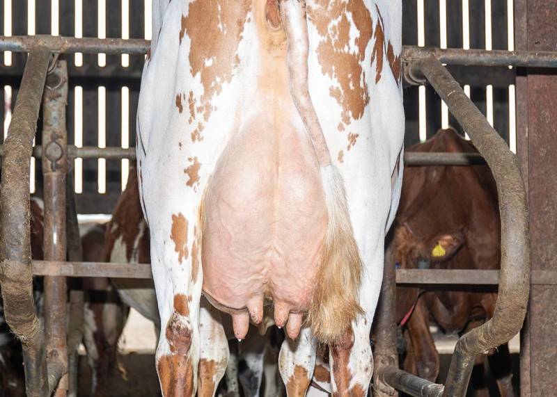Tontine Astorwell - Huge production at 917kgs - available in conventional.